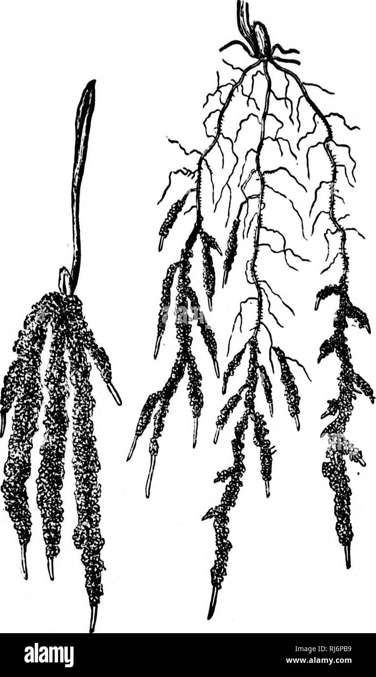 . Grasses of North America [microform] : chapters on the physiology ...