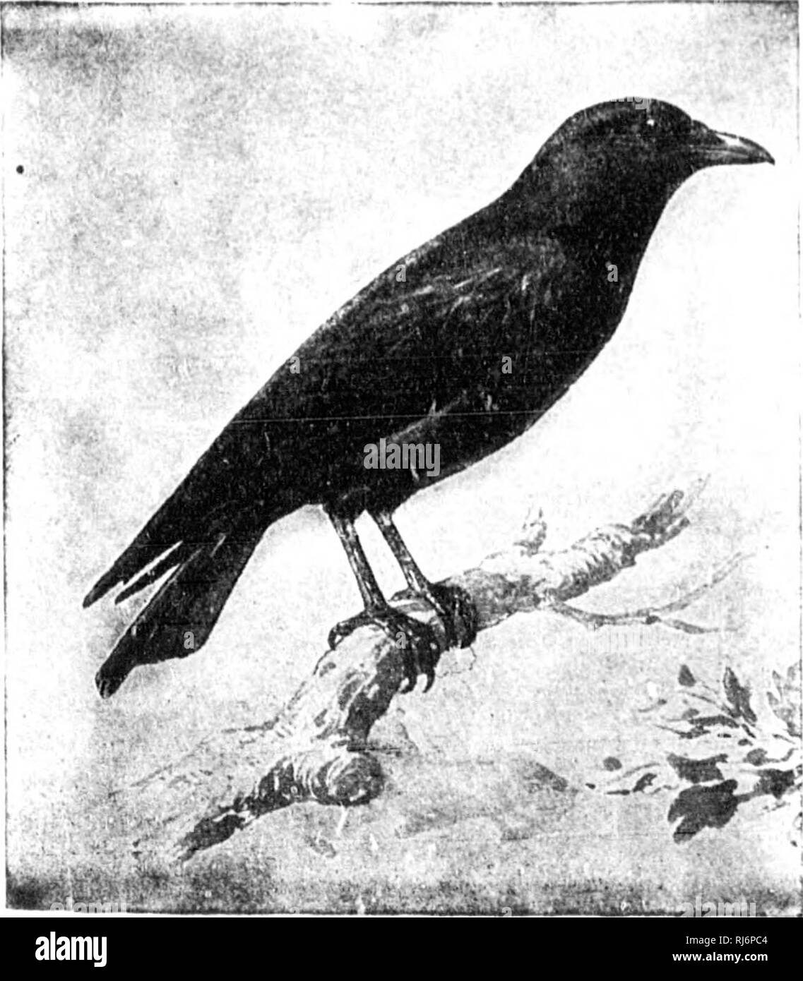 . The birds of eastern North America known to occur east of the ninetieth meridian [microform]. Birds; Birds; Oiseaux; Oiseaux. A.MILV COKVIDK. JAYS, (KoWS, KIC, 211 Group 3. Wing, 5.50 to 6.50 inches long. rppcr p.iils. jmlc liluc, 1)1-piirpli-ili liluc; tail, liriyjlit l&gt;lnc, li.irri'il with IpI.icU. ami (cM'fpt, iiiiilillr t'callii'is) lipiiiil witii uliitr; win;;-, l.liii', inarkfil willi wliilr; luulorparts. asiiy white; itn-a-it, wiili lilarl&lt; li.iiiil. Blue Jay. (JijiiHiHithi I'viHtntn s«'(' (). ;;{. Group 4. Wing, 6.50 to 8.50 inches long. Iliad anil hieast, hhurk; lull, loa^, s Stock Photo