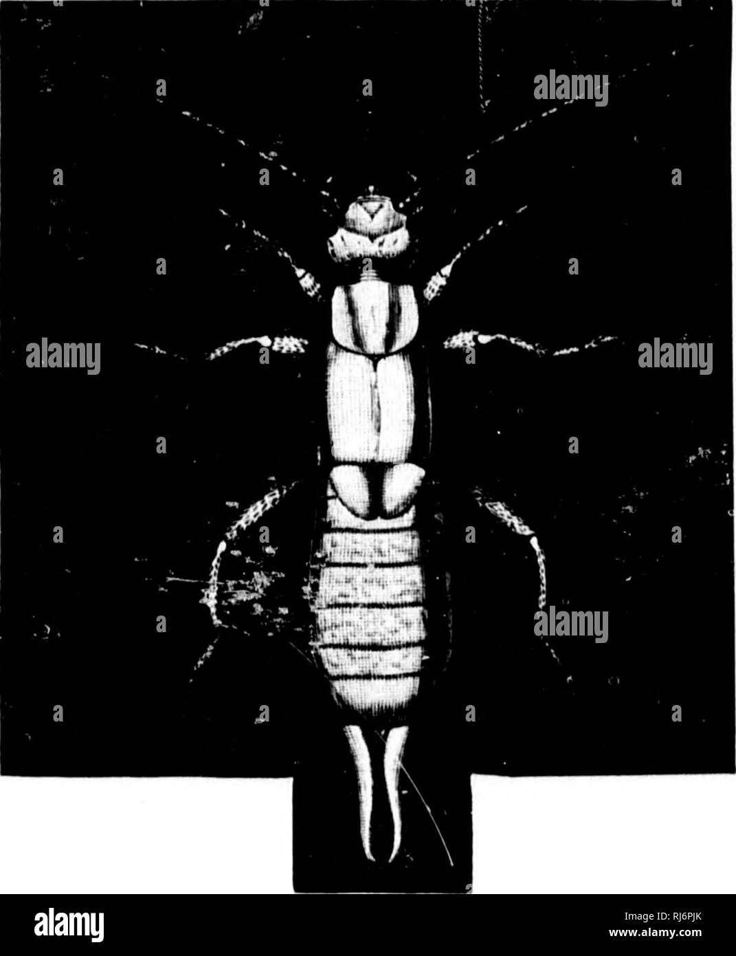 . Flashlights on nature [microform]. Insects; Plants; Insectes; Plantes ...