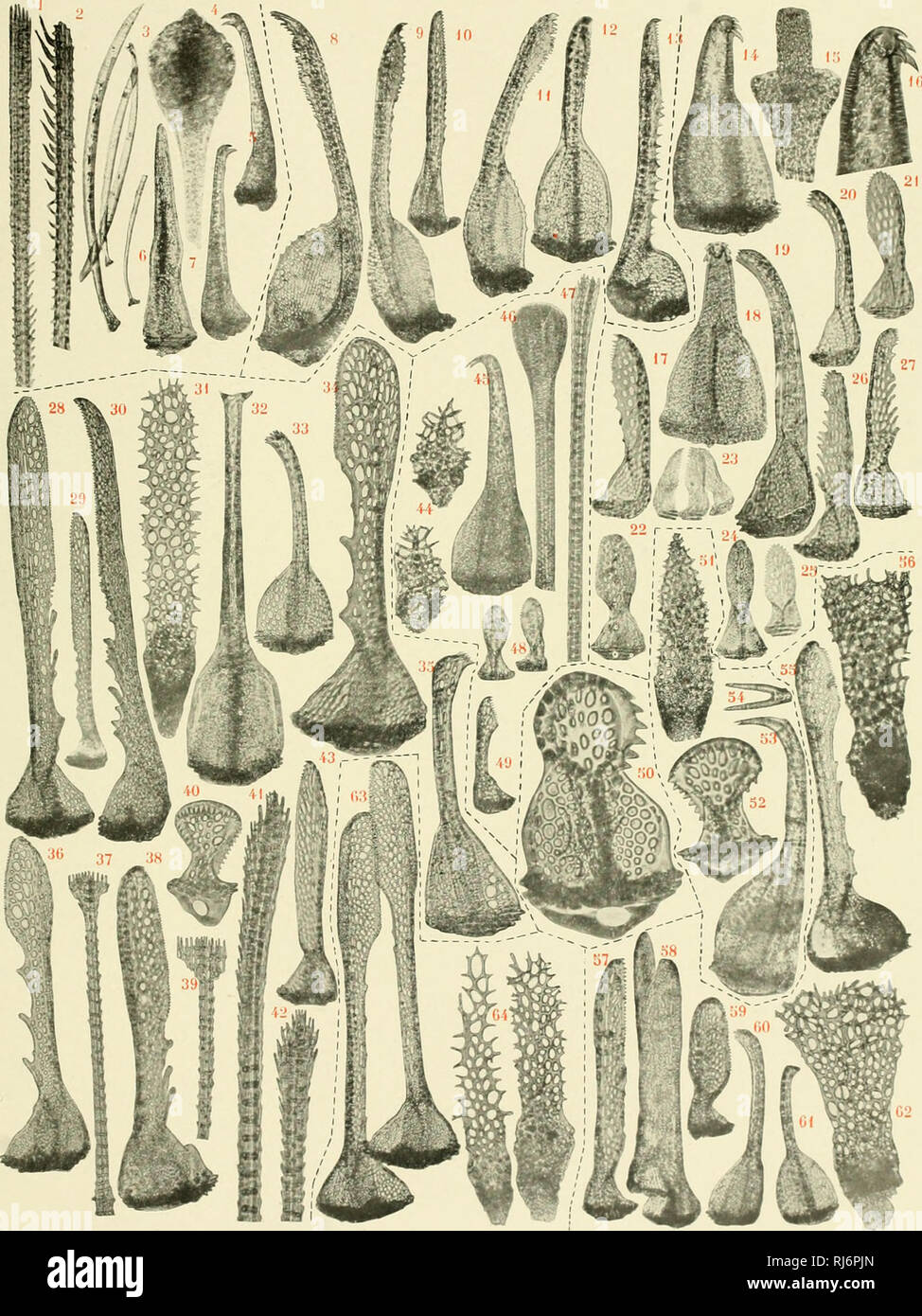 . E?chinides du Muse?e indien a? Calcutta. Echinodermata; Sea urchins. KOIHLER. ECHINIDES. SpAT.v.NGinÉs. l'i. XX. R. Kœhler pliot. S'' Lyonnaise de Pliotoclironiogravure 1-7 PSEUDOMARETIA ALTA. 8-13 MARETIA PLANULATA. Ji-27 PARASTEU OIBBERULUS. 28-43 BRISSOPSIS OLDHA.MI. 44-49 PRYMNASTER ANGULATUS. 50 BRISSOPSIS DUPLEX. 51-54 BRISS(3PSIS LUZONKLV. 55-62 BRISSOPSIS PARALLELA. 63 et 64 BRISSOPSIS BEXGALENSIS.. Please note that these images are extracted from scanned page images that may have been digitally enhanced for readability - coloration and appearance of these illustrations may not perfe Stock Photo