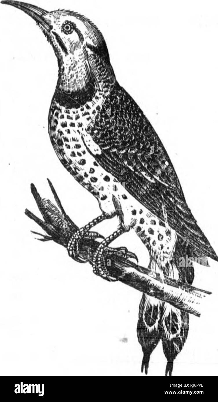 Les Oiseaux Du Canada Microforme Oiseaux Birds S