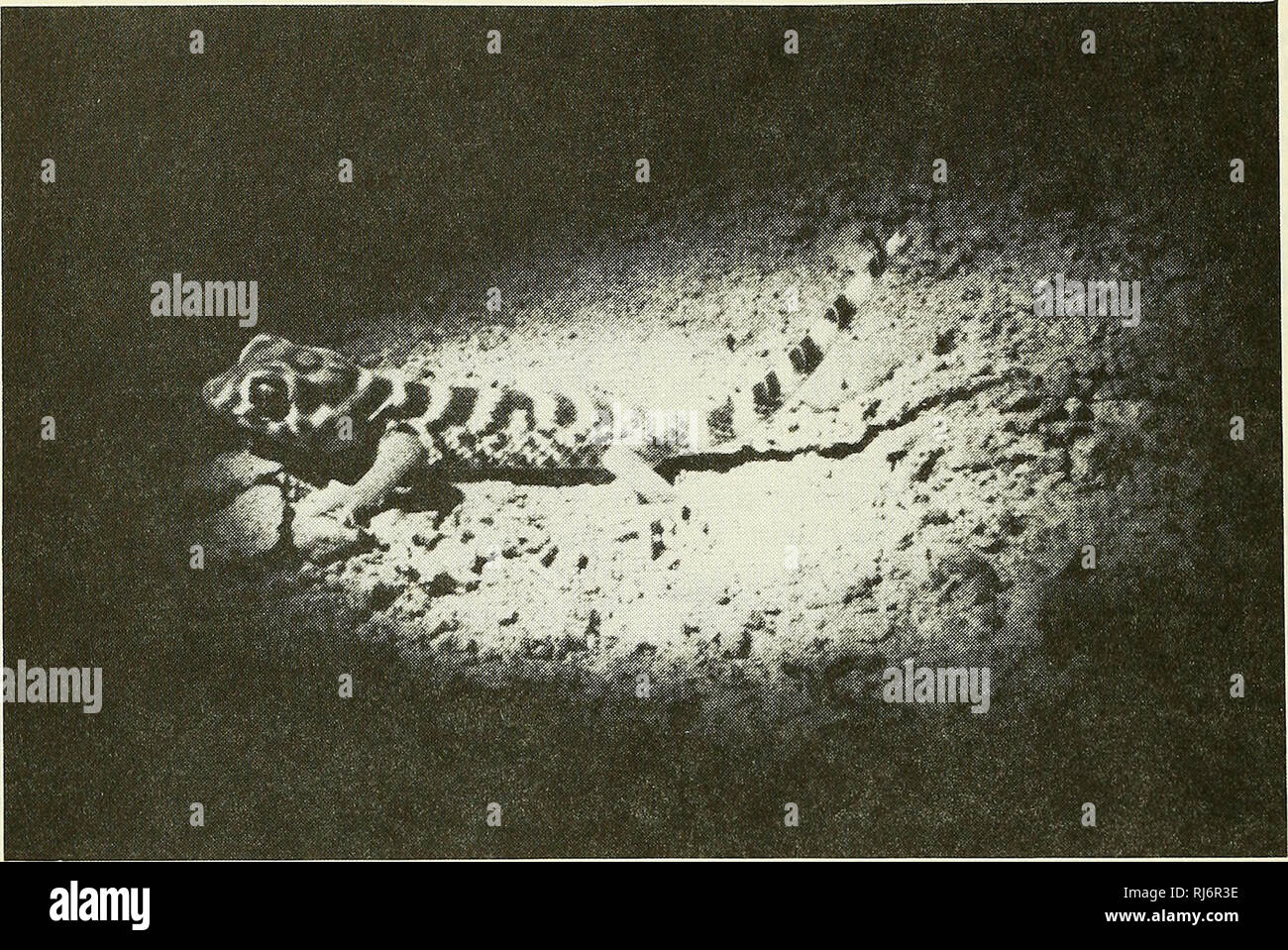 . Chinese herpetological research. Amphibians; Reptiles. Vol. 2, No. 2, p. 62 Chinese Herpetological Research April 1989. Fig. 1. Juvenile Teratoscincus roborowskii assuming a defensive posture while being photographed at night in the Turpan Depression, Xinjiang Uygur Autonomous Region, China, Sept. 10, 1988. This individual has 13 dorsal bands.. Please note that these images are extracted from scanned page images that may have been digitally enhanced for readability - coloration and appearance of these illustrations may not perfectly resemble the original work.. Zhongguo liang qi pa xing dong Stock Photo