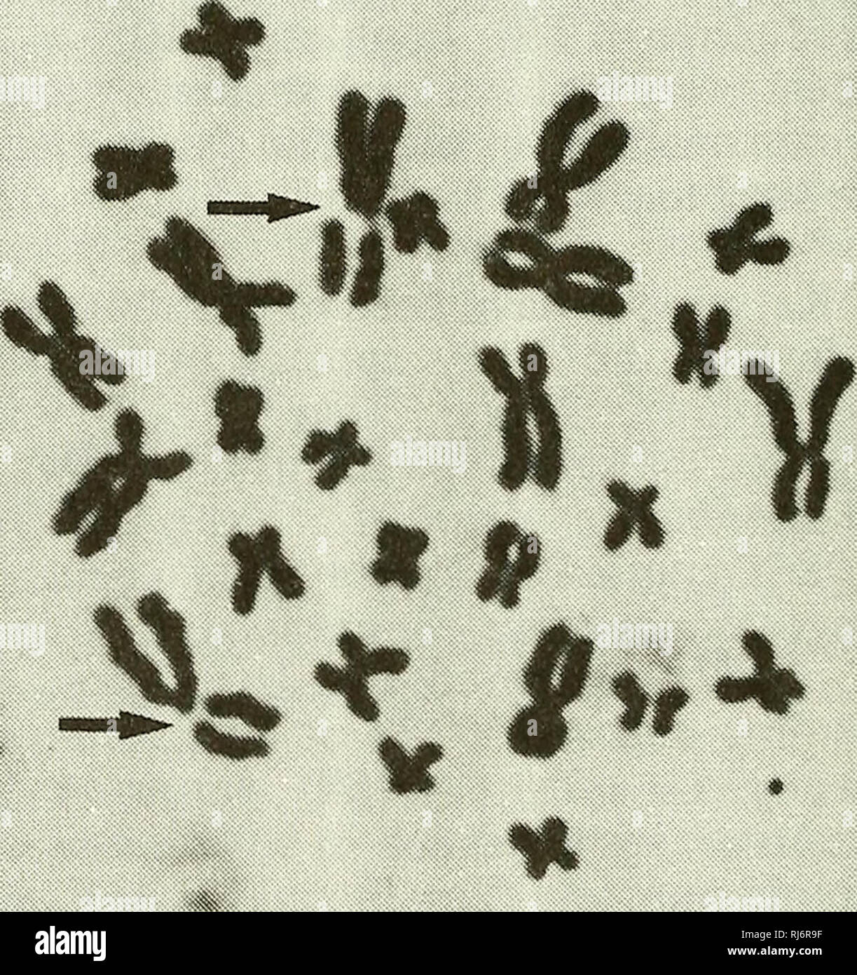 . Chinese herpetological research. Amphibians; Reptiles. Vol. 2, No. 2. p. 34 Chinese Herpetological Research April 1989 Table. 1. Proportional data from 10 well spread metaphase chromosomes. Chromosome no. Relative Length Arm Ratio Centromeric Type 1 14.83 ± 0.63 1.30 ±0.15 metacentric 2 12.14 ±0.50 1.89 ± 0.22 submetacentric 3 11.14 ±0.55 1.83 ±0.22 submetacentric 4 10.69 ± 0.44 1.73 ±0.19 submetacentric 5 09.61 ± 0.24 1.26 ±0.07 metacentric 6 06.32 ± 0.28 1.39 ±0.15 metacentric 7 05.89 ± 0.24 1.40 ±0.17 metacentric 8 05.78 ± 0.20 1.27 ±0.09 metacentric 9 05.40 ± 0.23 1.44 ±0.21 metacentric  Stock Photo