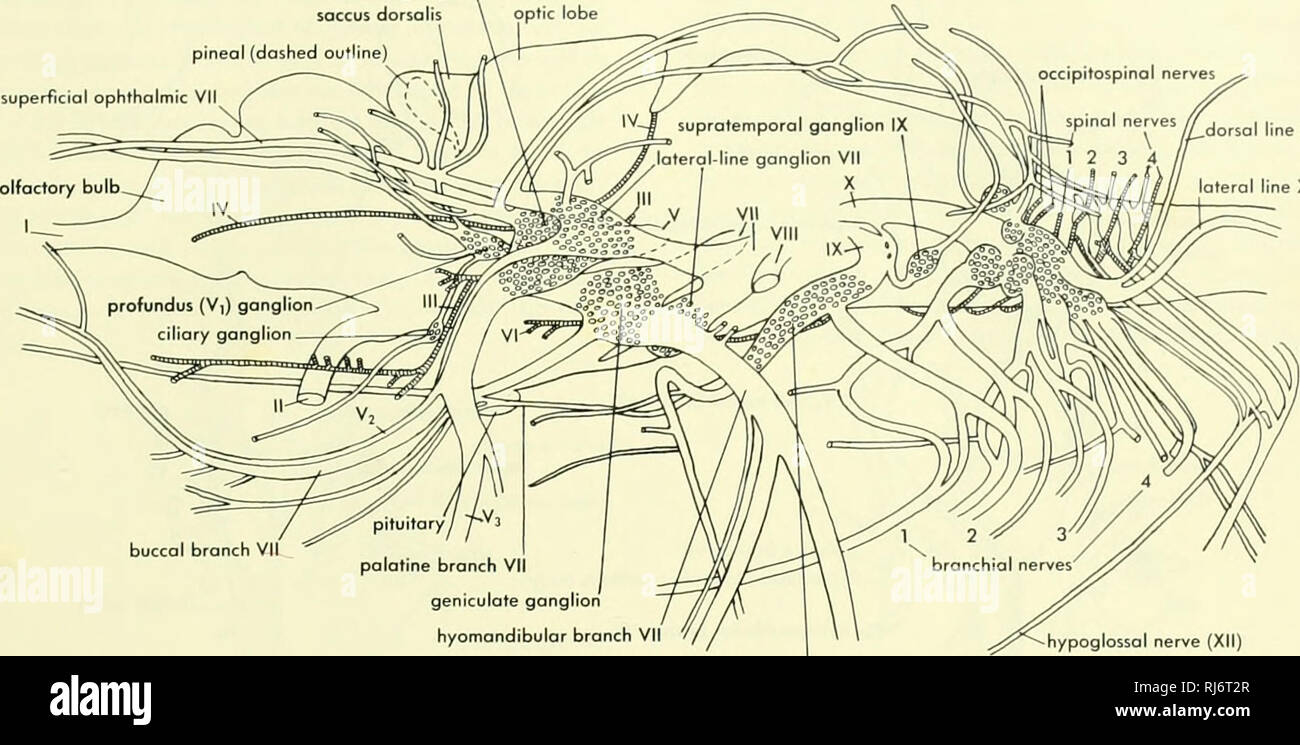 . Chordate morphology. Morphology (Animals); Chordata. Gasserian ganglion saccus dorsalis pineal (dashed outline) superficial ophthalmic VII .dorsal line X lateral line X. buccal branch VII pituitary/ palatine branch VII geniculate ganglion hyomandibulor branch VII glossopharyngeal ganglion Figure 13-11. Roots ot cranial nerves of Amia. (After Norris, 1925) hypoglossal nerve {XII) The infundibulum is attached below to the pituitary. In the region just above the saccus vasculosus there are distinct, bilateral inferior lobes. Behind the diencephalon the optic lobes are large bilateral structures Stock Photo
