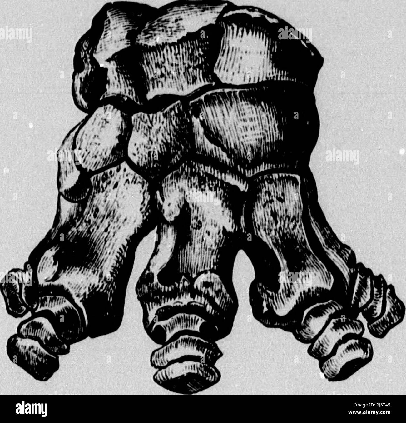 . The chain of life in geological time [microform] : a sketch of the ...