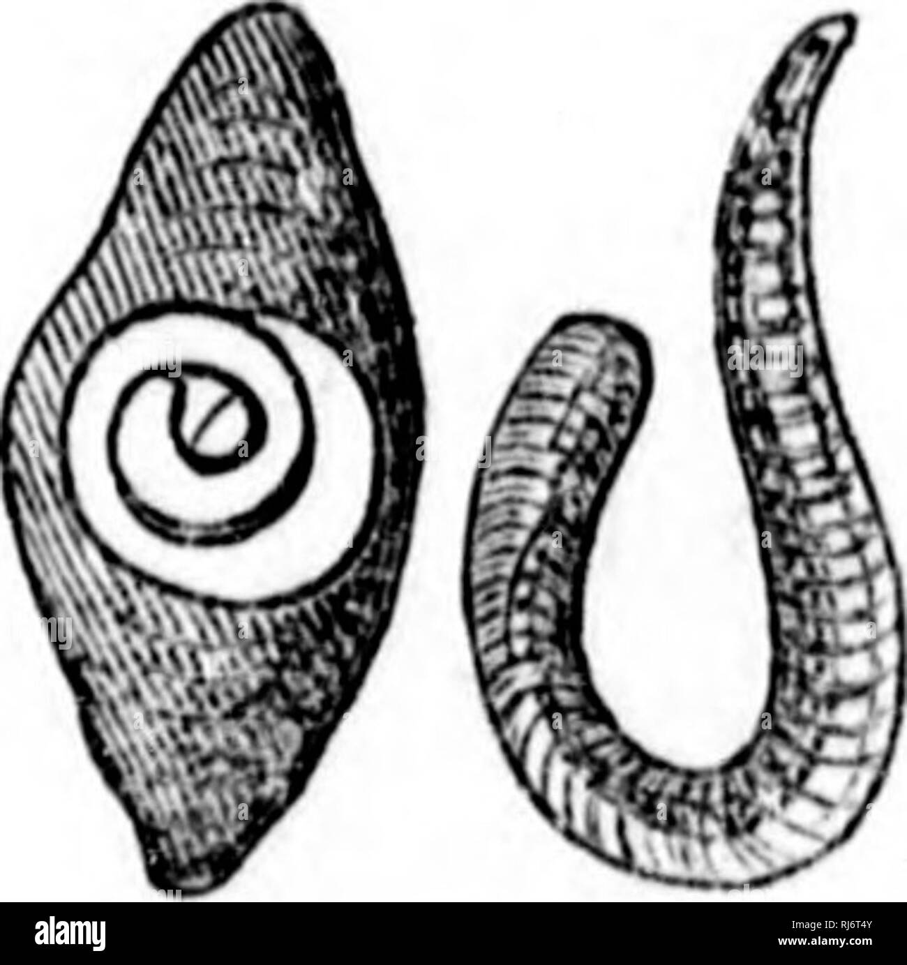 . Handbook of zoology [microform] : with examples from Canadian species ...