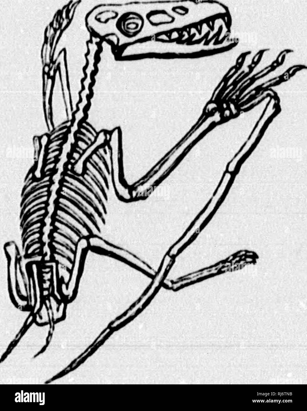 . The chain of life in geological time [microform] : a sketch of the origin and succession of animals and plants. Paleontology; Paleobotany; Paléontologie; Paléobotanique. Fir,. 145.—A Theriodont Rei)tileof the Trias (Z. j'r&lt;Jjfl!wr/«). —After Owen. Reduced.. Fig. 146.—Skeleton of Pterodochyhis crassirostris. Jurassic of Solenhofen. Reduced.. Please note that these images are extracted from scanned page images that may have been digitally enhanced for readability - coloration and appearance of these illustrations may not perfectly resemble the original work.. Dawson, J. W. (John William), S Stock Photo