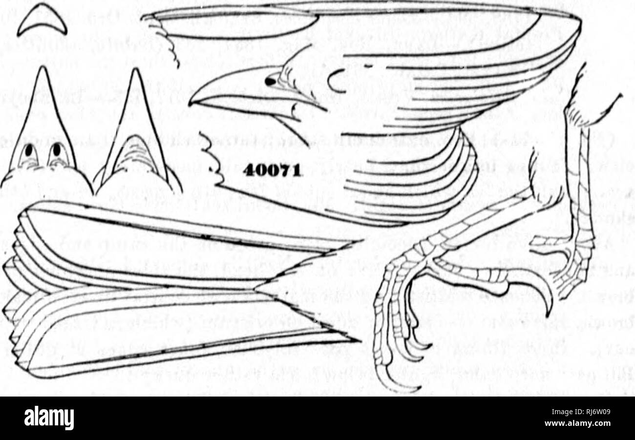 Review Of American Birds In The Museum Of The Smithsonian Instution Microform Birds Oiseaux F H 4 R I A A A U A Ynii V A