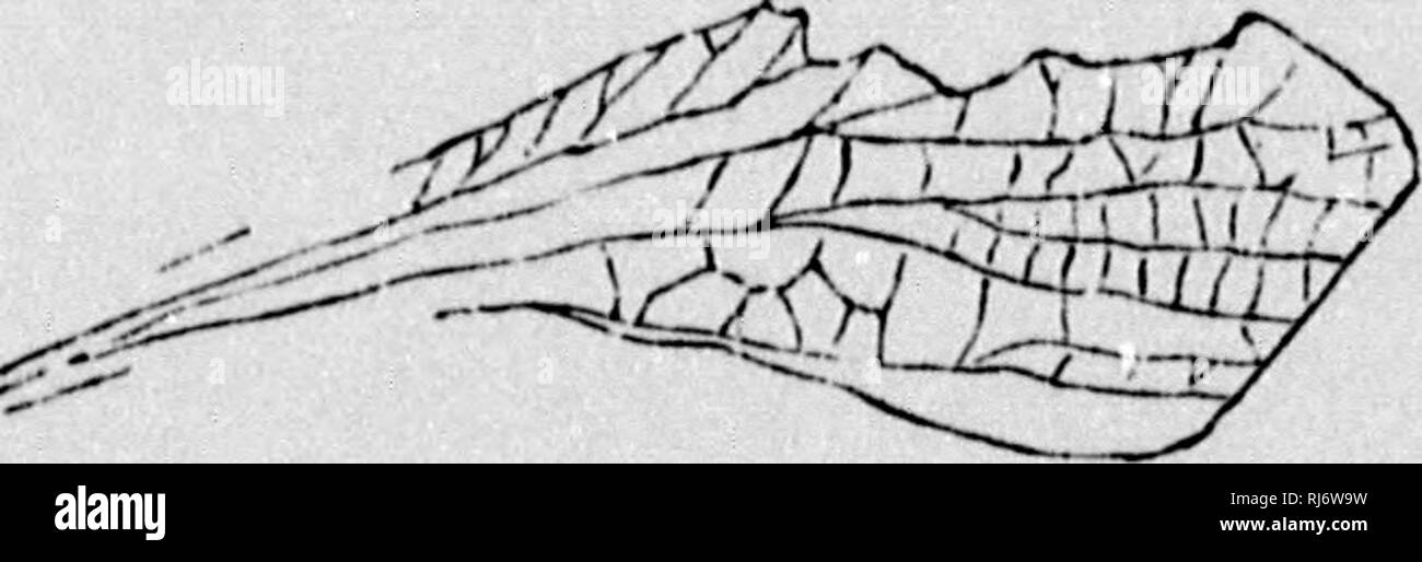 . The chain of life in geological time [microform] : a sketch of the ...