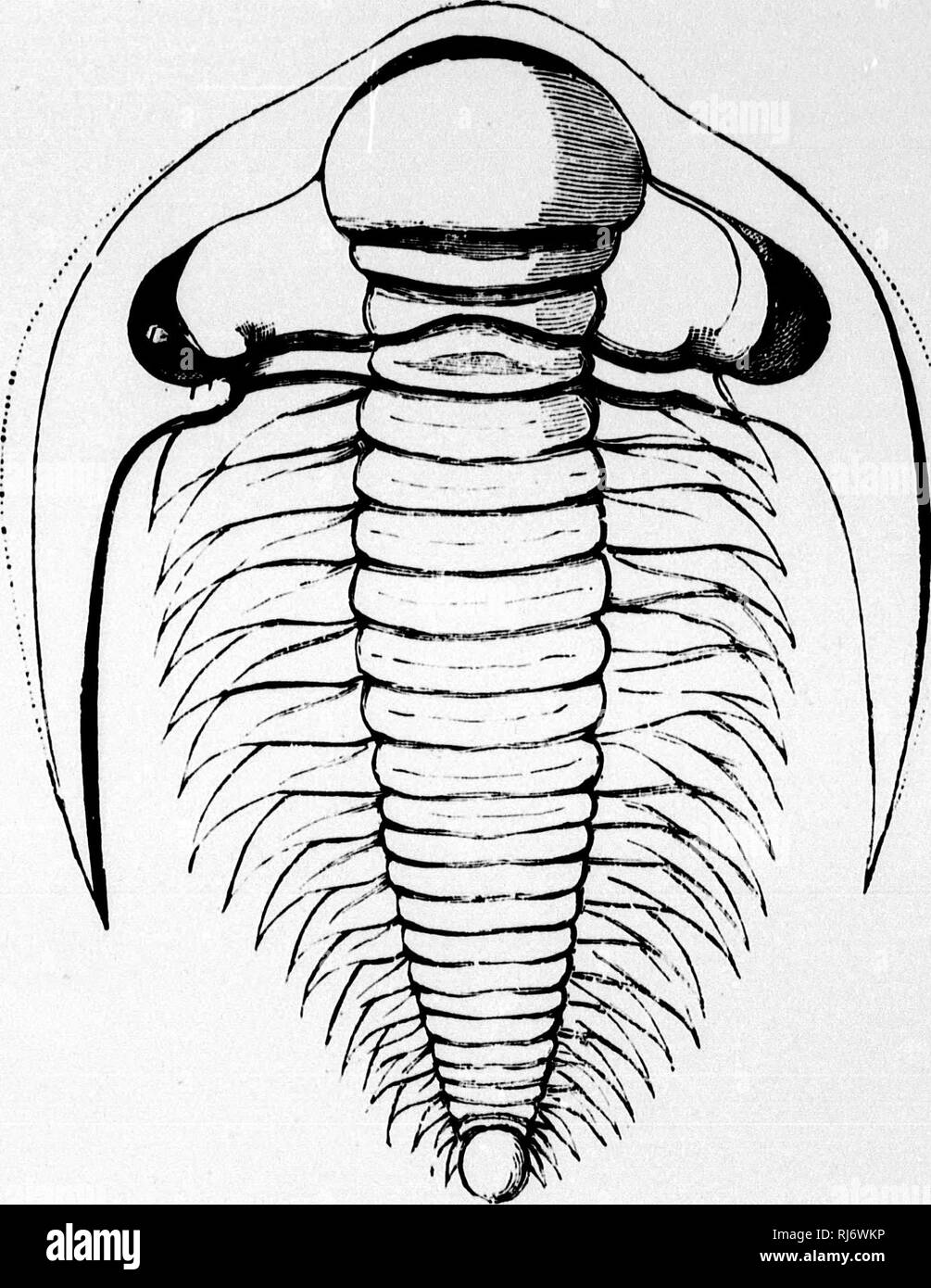 . The chain of life in geological time [microform] : a sketch of the origin and succession of animals and plants. Paleontology; Paleobotany; Paléontologie; Paléobotanique. A Camukian Trilobite. Paradoxidcs vtkitiac (Hartt). Restored by G. H. Matthews. J. Please note that these images are extracted from scanned page images that may have been digitally enhanced for readability - coloration and appearance of these illustrations may not perfectly resemble the original work.. Dawson, J. W. (John William), Sir, 1820-1899. London : Religious Tract Society Stock Photo