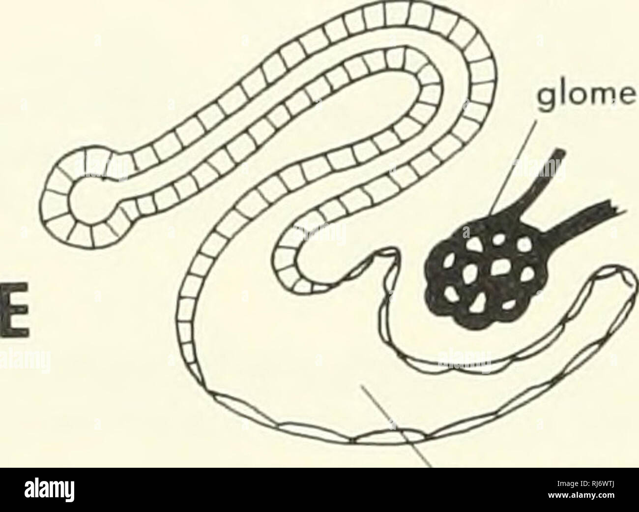 . Chordate morphology. Morphology (Animals); Chordata. glomerulus. ^Bowman's capsule Figure 10-4. Five stages, (A to E), in the development of a meso- nephric tubule. (After Ihle et al, 1927) end of the nephric duct (Figure 10-5). This outpocketing enters the nephrogenic cord; it forms the ureter and from it grow the calyces and several generations of collecting tubes. The nephrons develop from the nephrogenic cord in a sequential fashion as new generations of collecting tubes are produced (Figures 10-6, 10-7). Although the first few genera- tions of nephrons are resorbed, at least 12 generati Stock Photo