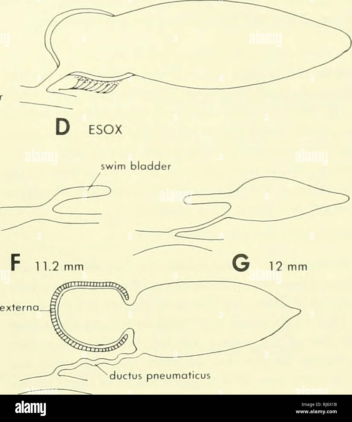 . Chordate morphology. Morphology (Animals); Chordata. B LEPISOSTEUS AND AMIA tunica externa. H CATOSTOMUS anterior gas-secreting chamber rete mlrablle. Please note that these images are extracted from scanned page images that may have been digitally enhanced for readability - coloration and appearance of these illustrations may not perfectly resemble the original work.. Jollie, Malcolm. New York, Reinhold Stock Photo