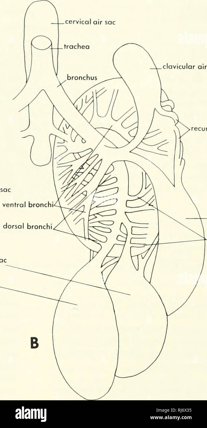 Air sacs bird hires stock photography and images Alamy