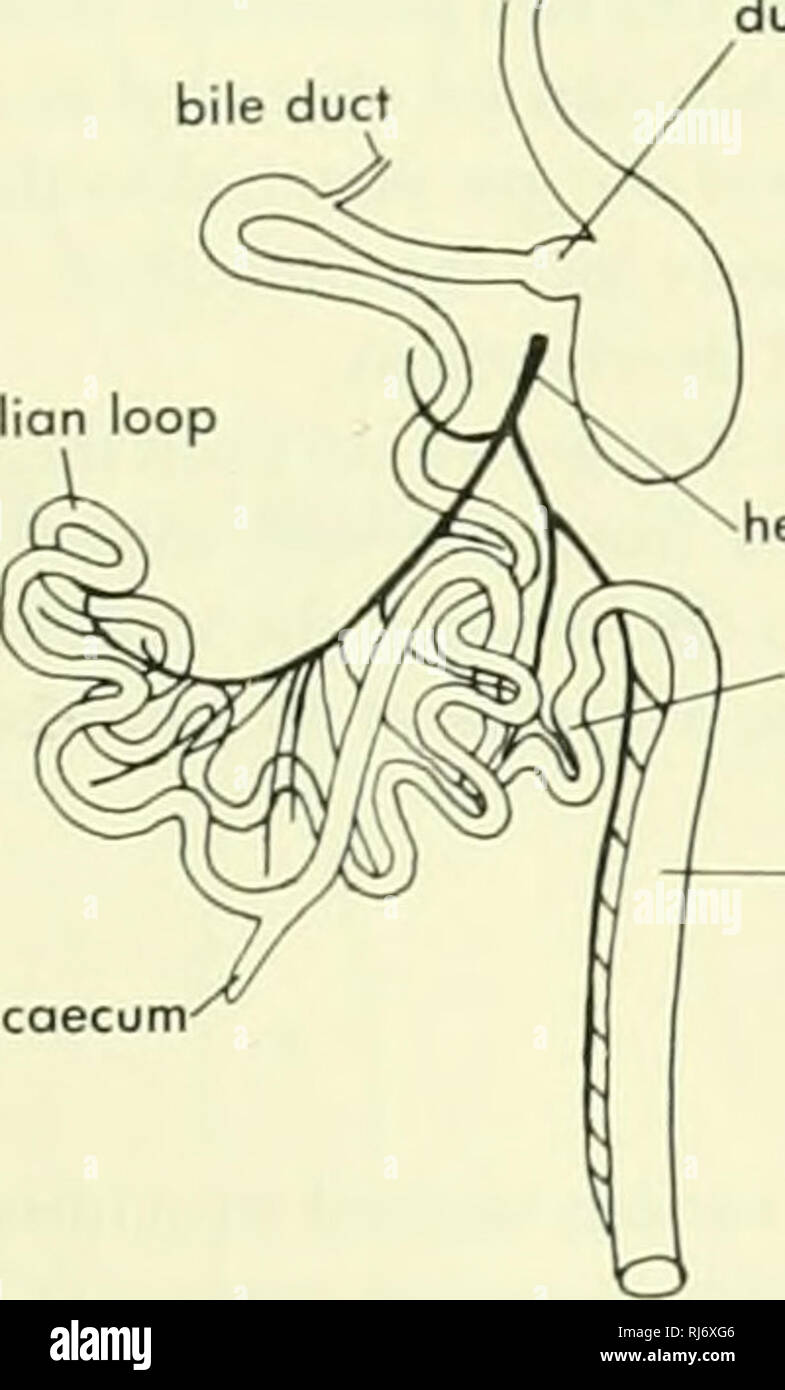 Hepatic Portal Vein High Resolution Stock Photography And Images Alamy