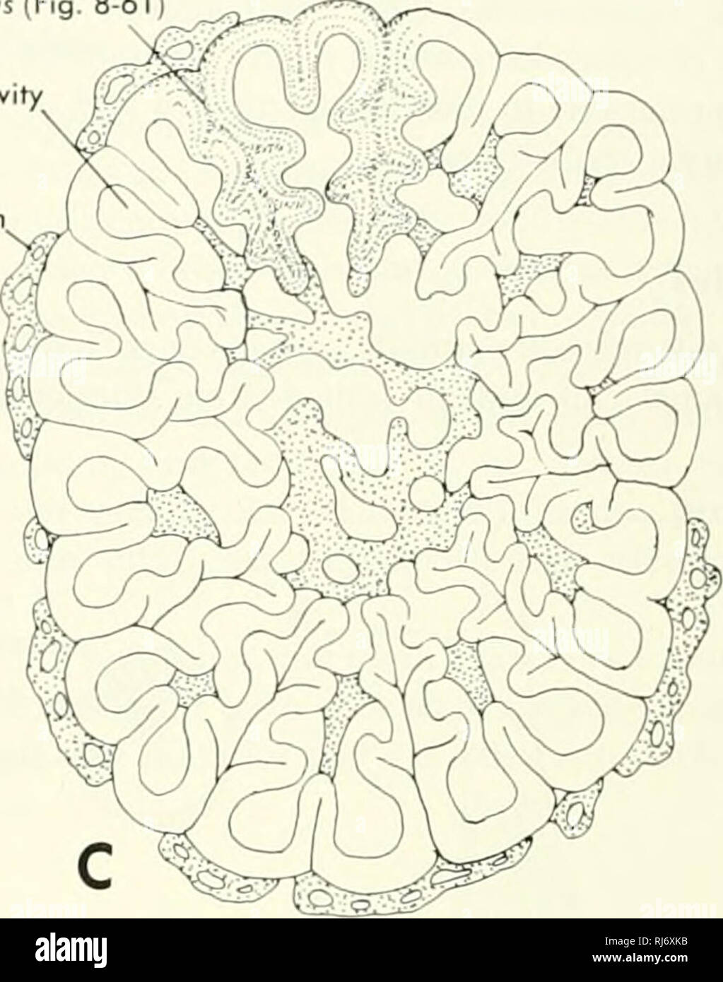 Chordate Morphology Morphology Animals Chordata
