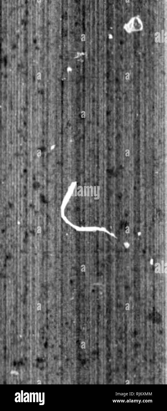 . Review of American birds in the Museum of the Smithsonian Instution. [microform]. Birds; Oiseaux. mjff^l^-W^^f^f^mm â n &gt; I. â¢. if;. 180 REVIEW OP AMERICAN BIRDS. [part I, Orn. Biog. I, pi. xxxiv.âSylvicola vermivora, Rich.âHelinaia rtr- mivora, Add. B. A. II, pi. cv.âLehbryb, Av. Cuba, 1850, 35, pi. vi fig. 4.âUelmitherua vermivorus, Bok. ; Cab. ; Baird, Birds N. Ani' 1858, 252.âSciiATBR, P. Z. S. 1859, 3G3 (Xalapa).âIs. Catal. 1861, 28, no. 175.âSclatbr &amp; Salvin, Ibis, I, 1859,11 (Guatemala); Cab, Jour. 1860, 329 (Costa Rica) ; lb. 1856 (Cuba).âGundlach, Cab. Jour. 1861, 326 (Cuba; Stock Photo