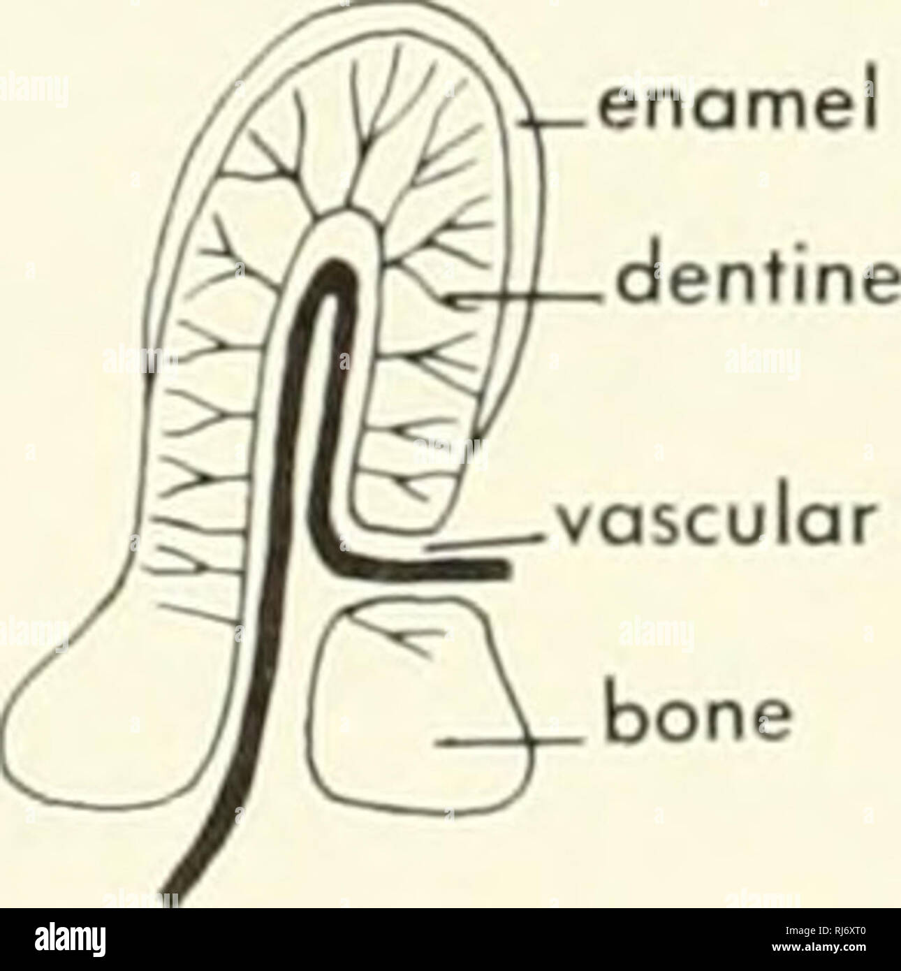 . Chordate morphology. Morphology (Animals); Chordata. Sharpey's fibers osGl canal acellular lamellar bony base Figure 8-31. Section through the scale of a ray, Dosybotus sp?. (After 0rvig, 1951) In the holocephalans, denticles occur only on the claspers, and in the young there may be a double row of small den- ticles along the back. The denticles and spine structure are like those of the shark. General observations The placoid scale of the shark has been described as a basic skeletal unit, and it is apparent that denticles of one shape or another are characteristic of the bone and scales of v Stock Photo