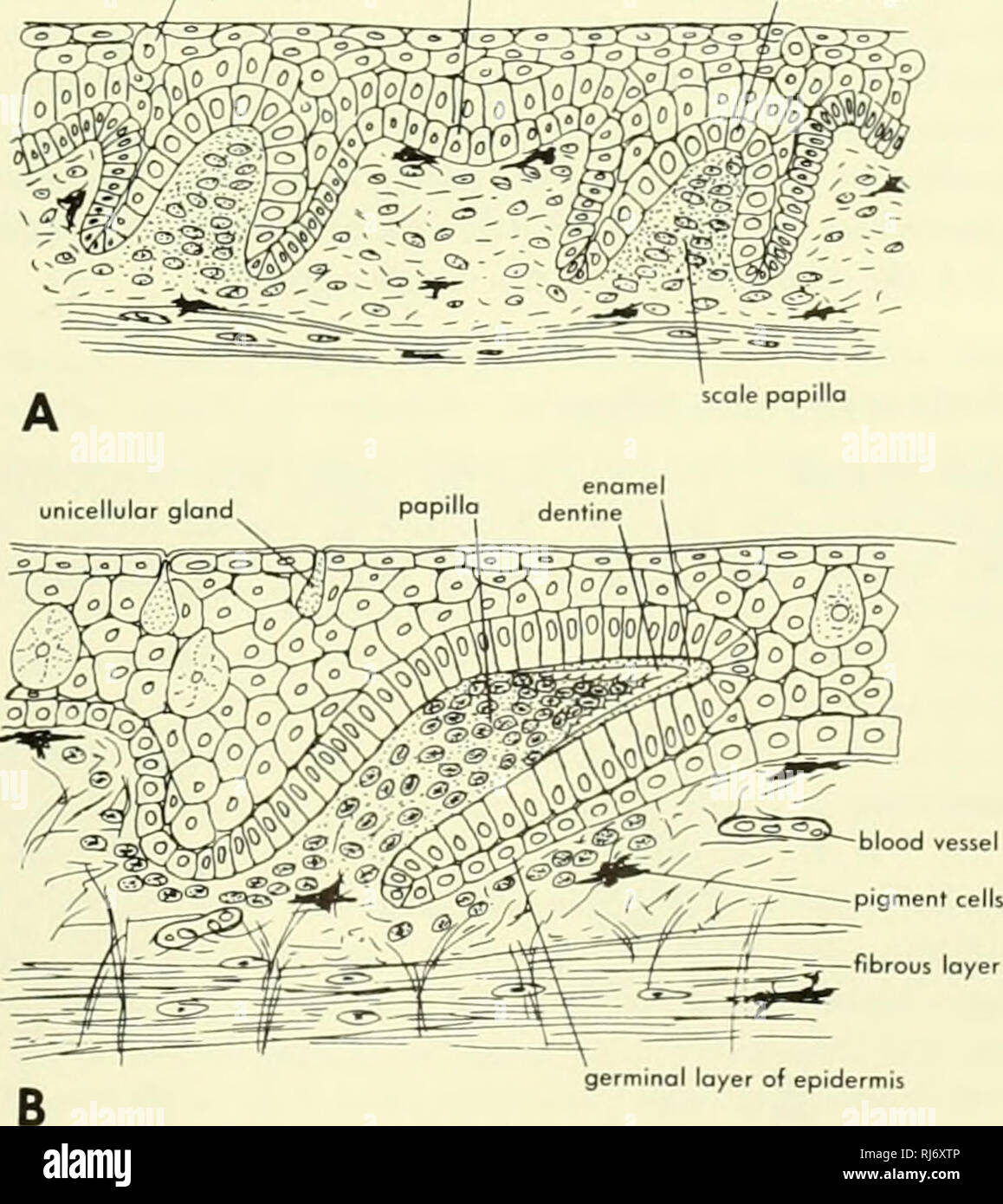 . Chordate morphology. Morphology (Animals); Chordata. dentine ^neck canal bony base without enclosed cells Figure 8-29. A and B, sections of scales of Nostolepis from the Upper Silurian (after 0rvig, 1957). C, section of scale of Aconthodes, Penn- sylvanian, (after Goodrich, 1907). the scale; the base of the scale is penetrated by radiating Williamson's and Sharpey's canals. The former were oc- cupied by processes of the osteoblasts of the bony base. The acellular material of the Acanthodes scale contrasts with the cellular nature of the Nostolepis type. In terms of their scales the acanthodi Stock Photo