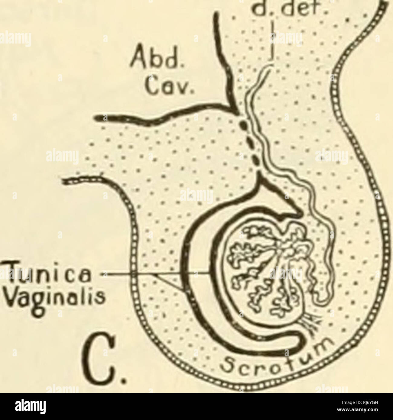 . The chordates. Chordata. Abd. . Fig. 493. Diagrams illustrating the descent of the testis as seen in parasagittal section, (d. def.) Ductus deferens; (Proc. Vag.) processus vaginalis (the diver- ticulum of the peritoneum pushed into the scrotal sac). (Courtesy, Patten: &quot;Em- hryology of the Pig,&quot; Philadelphia, The Blakiston Company.) known as cryptorchism—and so must remain permanently in the abdominal cavity. In some mammals (e.g., tapir, rhinoceros, civet, otter) each testis lies in a bursa which extends more or less deeply into the inguinal or perineal (Fig. 494E) region, but th Stock Photo