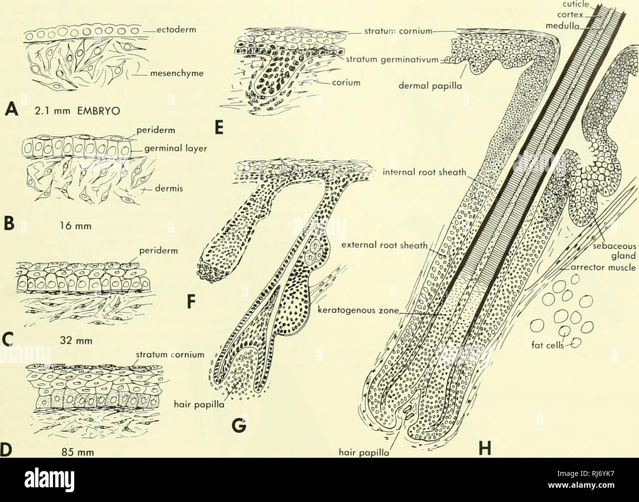. Chordate morphology. Morphology (Animals); Chordata. Figure 8-3. Development of the human epidermis and hair follicle. A, epidermis of 2.1 -mm embryo; B, epidermis of 16-mm embryo; C, epidermis of 32-mm embryo; D, epidermis of 85-mm embryo; E to H, progressive stages in the development of the follicle and hair. (After Patten, 1946) of the snout. It is not strengthened by a bony core as in the cow but is seated on a bony knob of the skull. The pointed tip is produced and maintained by wear. Bmbryological development The ectoderm is at first a simple cuboidal epithelium which gradually becomes Stock Photo