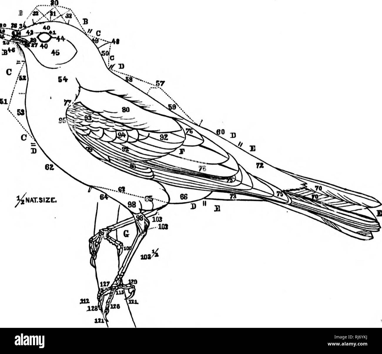 . A history of North American birds [microform] : land birds. Birds; Ornithology; Oiseaux; Ornithologie. n. EXPLANATIOX OF TERMS USED IN DESCRIBING THE EXTERNAL FORM OF BIRDS. »^t. Turdus migralorlus, I. REFERENCES TO THE FIGURE. - N. B. In the figure the adjacent regions are separated by a double bar, with the letters be- longing to each affixed. A. The body in general. B. The region of the head. C. &quot; &quot; &quot; neck. D. &quot; &quot; &quot; trunk. E. The region of the tail. F. ' wings. G. &quot; &quot; &quot; legs. H. The feathers. Note. —I am under obligations to Professor SundeTall Stock Photo
