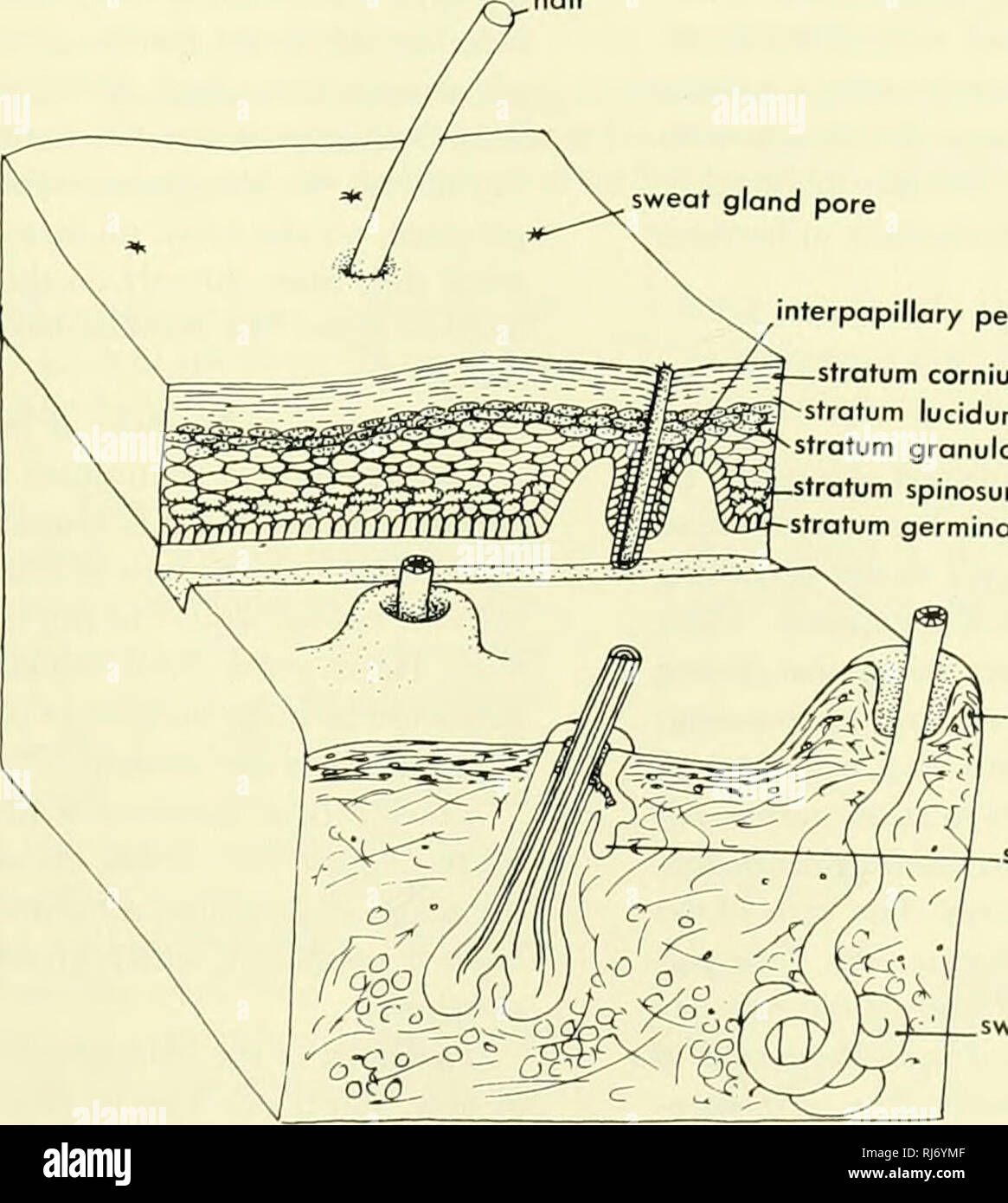 . Chordate morphology. Morphology (Animals); Chordata. 8 The Skin and