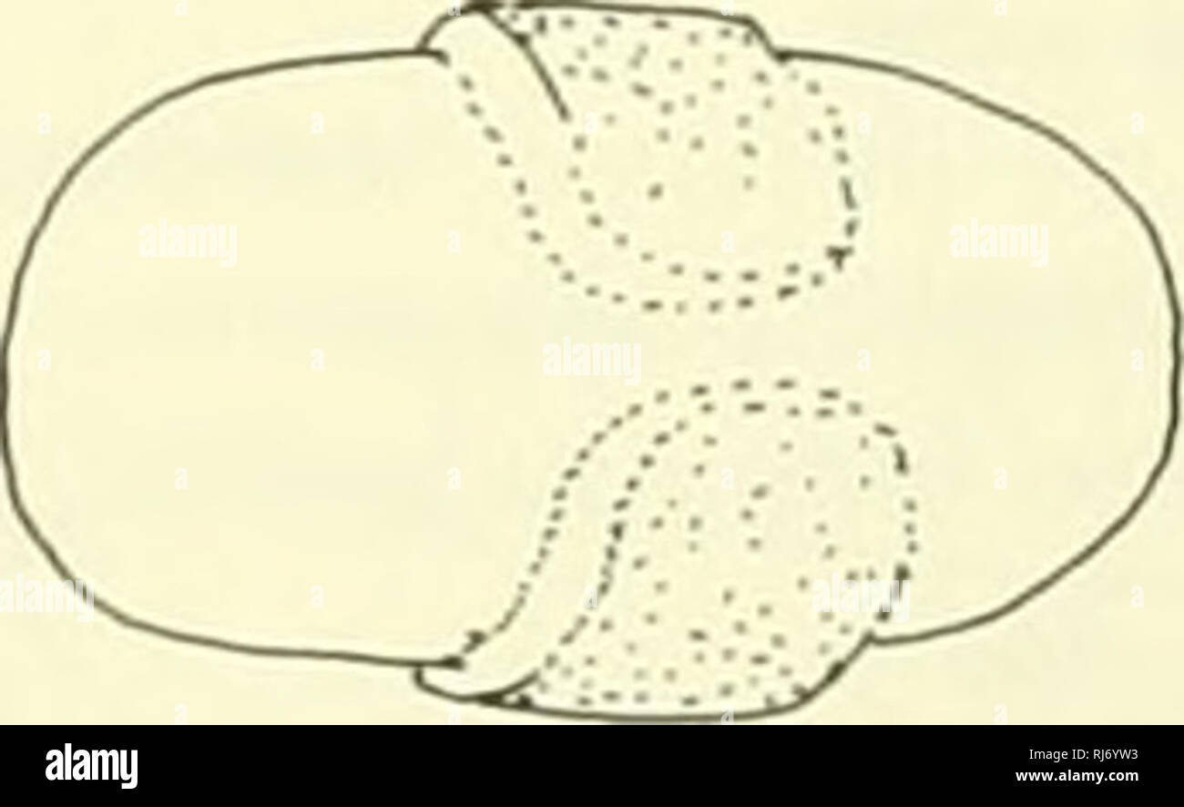 Chordate morphology. Morphology (Animals); Chordata. secondary placenta Figure 7-20. Placental types observed in mammals. A, diffuse with chorionic folds as scattered areolae of simple villi (pig); B, cotyledonory with scattered large Chordate morphology. Morphology (Animals); Chordata. secondary placenta Figure 7-20. Placental types observed in mammals. A, diffuse with chorionic folds as scattered areolae of simple villi (pig); B, cotyledonory with scattered large