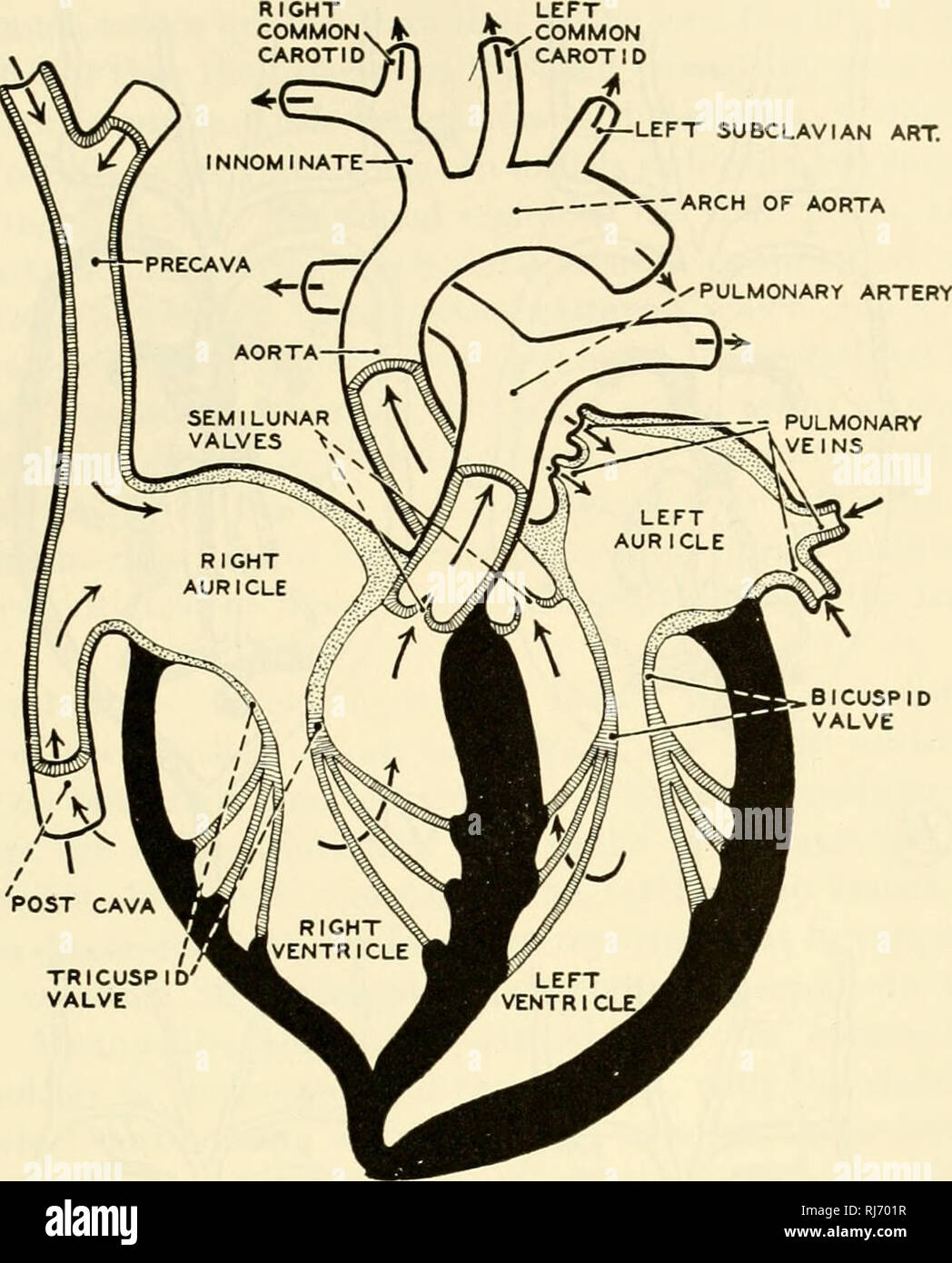 . The chordates. Chordata. Mammalia: Visceral Systems 623. BI CUSP ID VALVE Fig. 175. Diagram (ventral view) of the chambers of the mammalian heart and their associated vessels and valves. The walls of the ventricles are shown in black; those of the auricles are stippled. The direction of flow of blood is indicated by arrows. (After Jammes. Courtesy, Neat and Rand: &quot;Chordate Anatomy,&quot; Philadelphia, The Blakiston Company.) In adult modern reptiles the ventral heart is connected with the dorsal aorta by two arteries which bend dorsalward, one on the right and one on the left, to join i Stock Photo