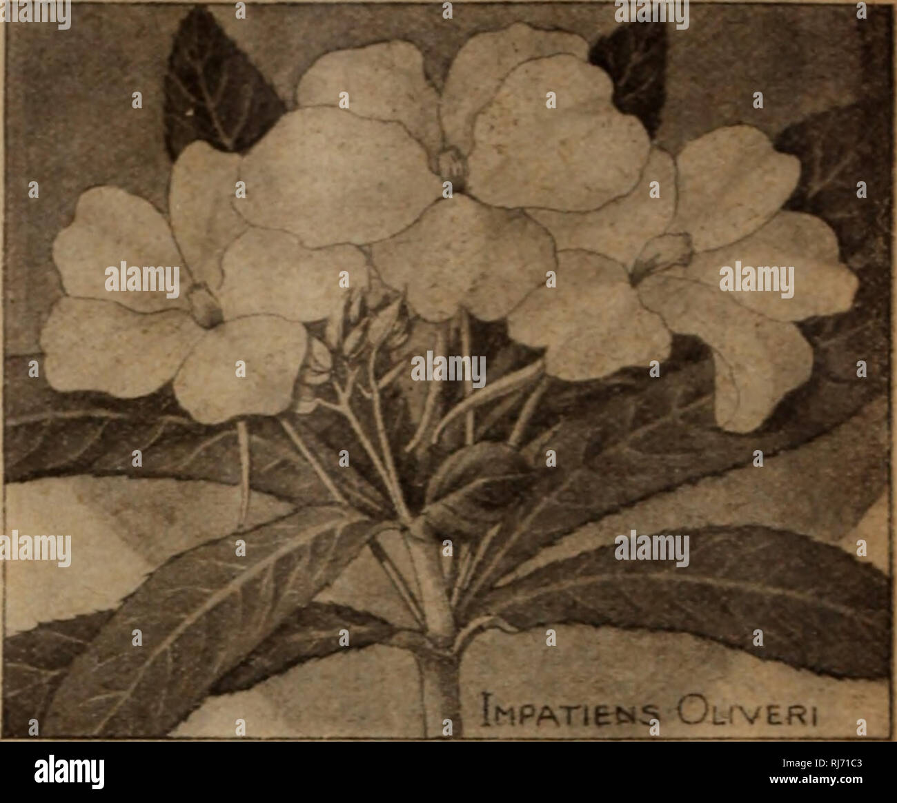 Flowers that look like hi-res stock photography and images - Page 17 - Alamy