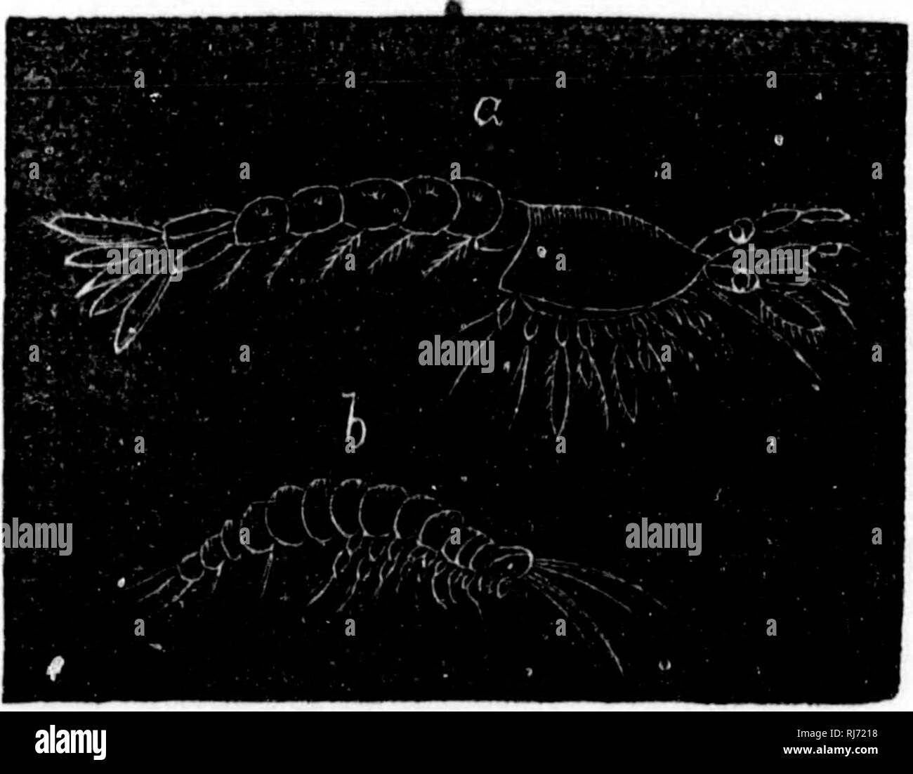 . Handbook of zoology [microform] : with examples from Canadian species ...