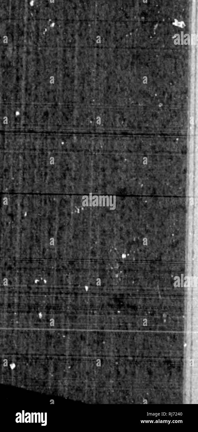 Review Of American Birds In The Museum Of The Smithsonian Instution Microform Birds Oiseaux 463 Alphabetical Index Op Species W F Douacobiasalbo Lineatus 58 Albo Viltatus 58 Atricapillua 58 Brasilieusis 58 Vooiferaua 57