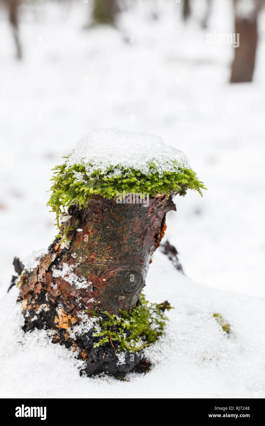 Baumstamm mit Moos, schneebedeckt Stock Photo