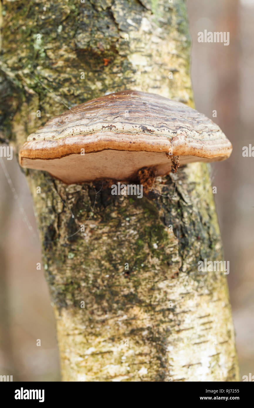 Birkenporling, Piptoporus betulinus Stock Photo Alamy