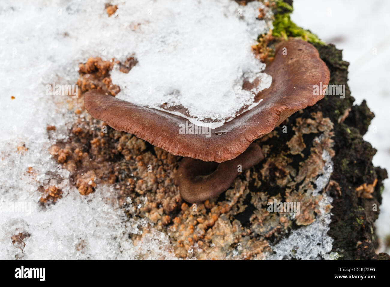 Schneebedeckte Austern-Seitlinge, Pleurotus ostreatus, Stock Photo