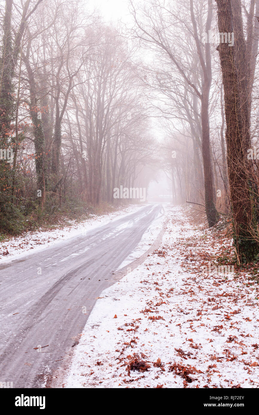 Winter, Waldweg, Nebel Stock Photo