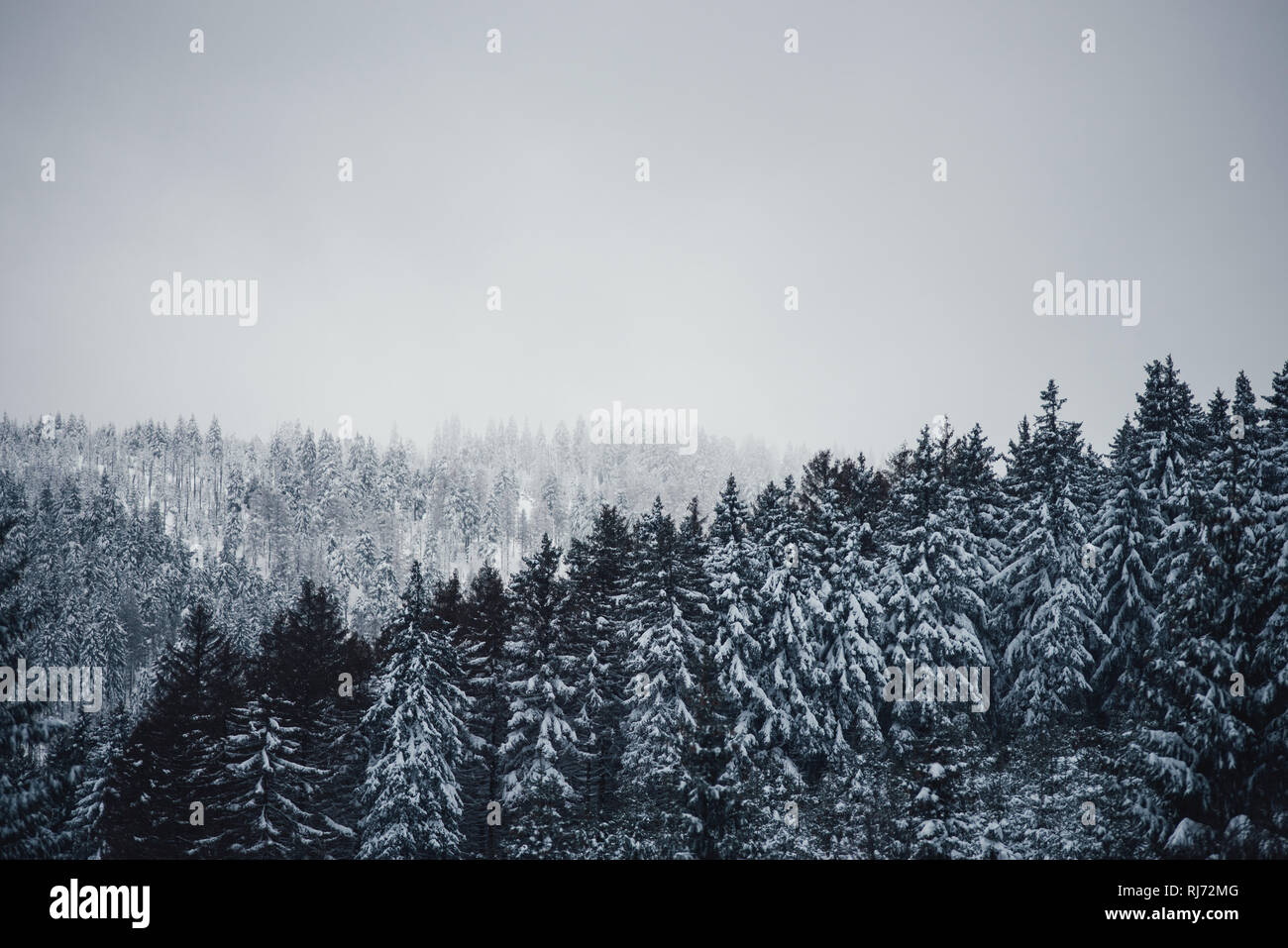 Blick über den Winterwald, Harz, Schierke, Deutschland Stock Photo