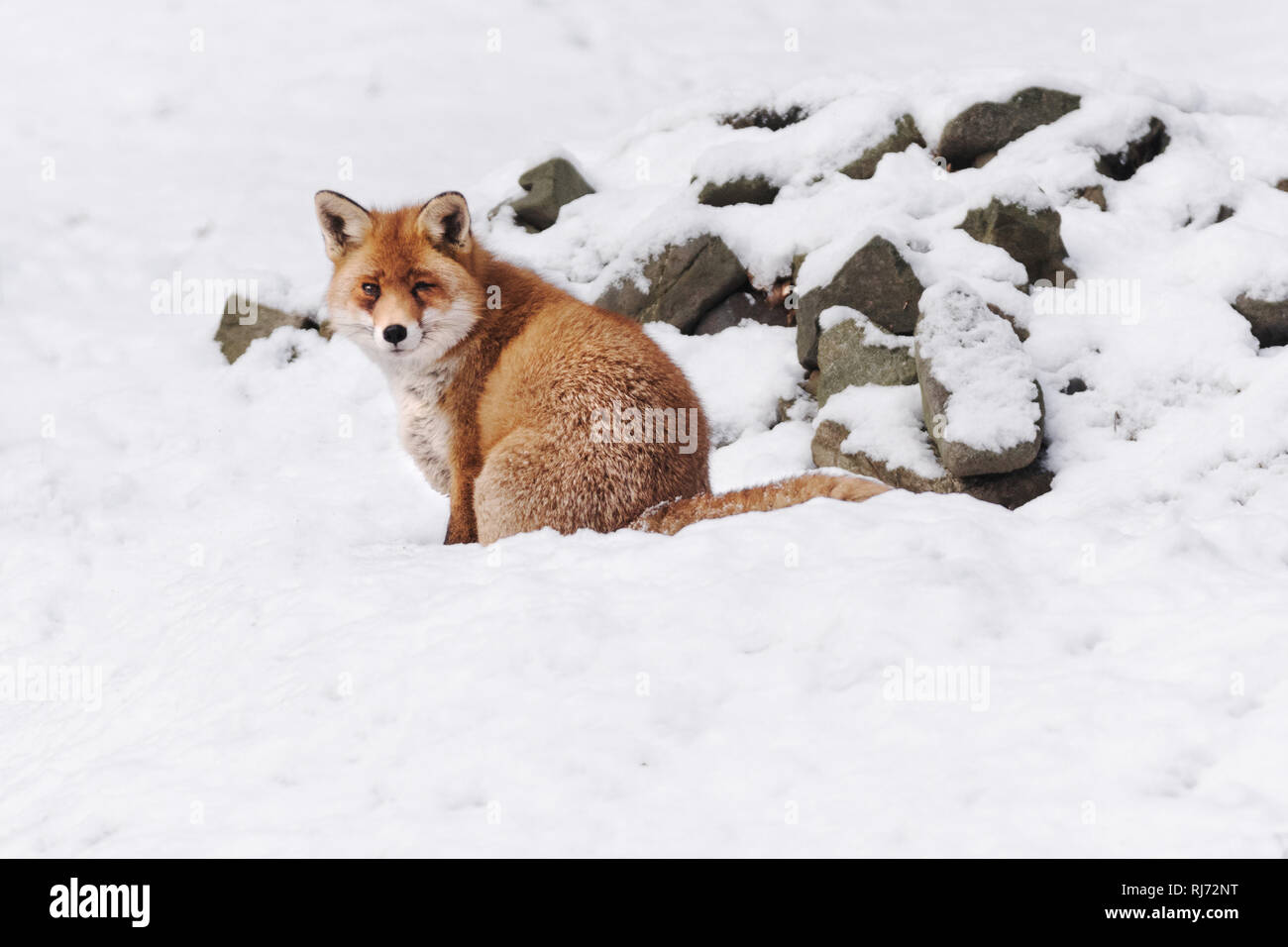 Fuchs im Harz, Wernigerode, Deutschland Stock Photo