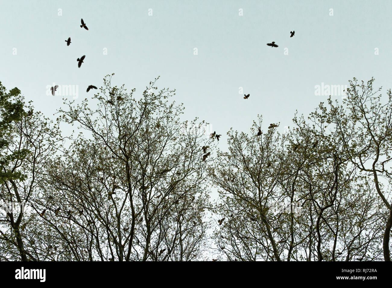 Blick nach oben, in den Baumkronen sitzt ein Vogelschwarm, Stock Photo
