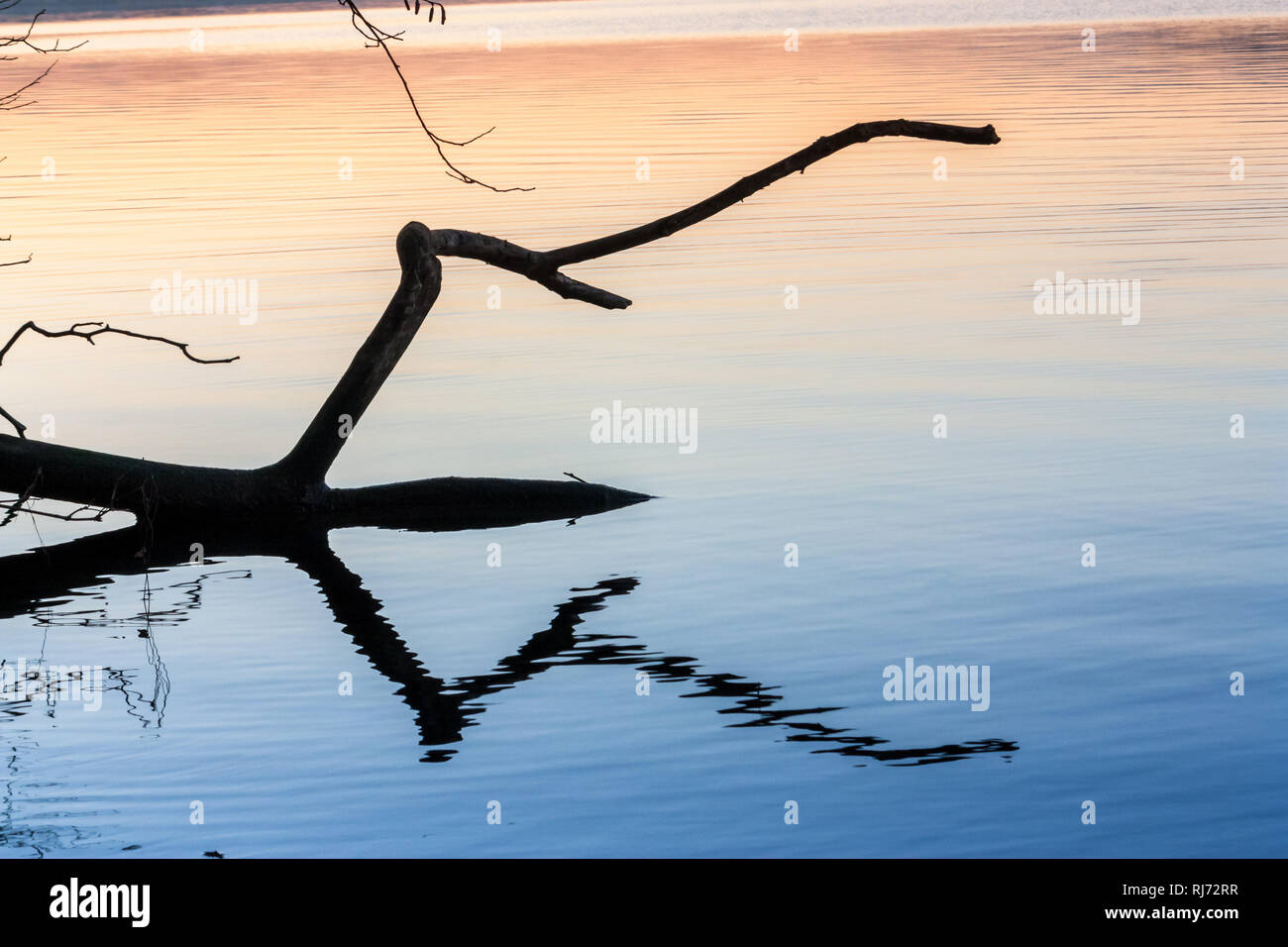 Ein Ast liegt in einem See und spiegelt sich im Wasser, Stock Photo