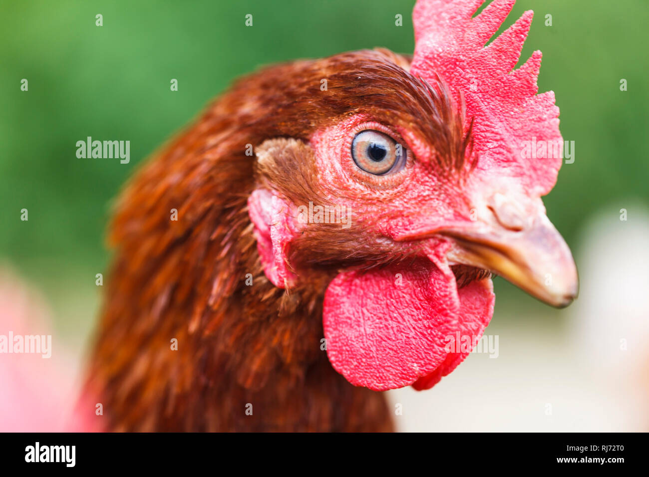 Ein Huhn beobachtet seine Umwelt, Stock Photo
