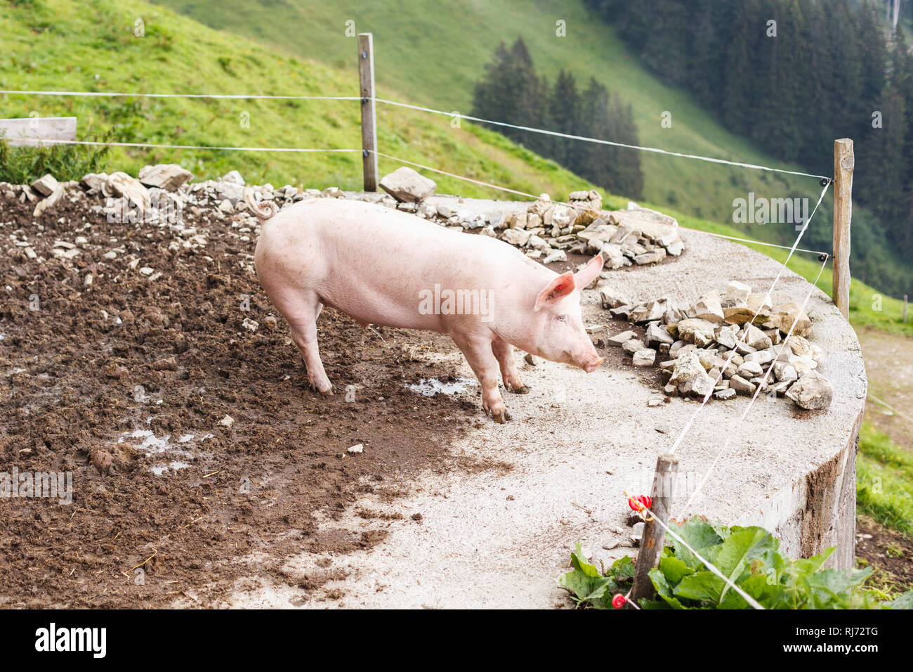 Ein Schwein genießt die Aussicht und den Anblick der Berge, Stock Photo