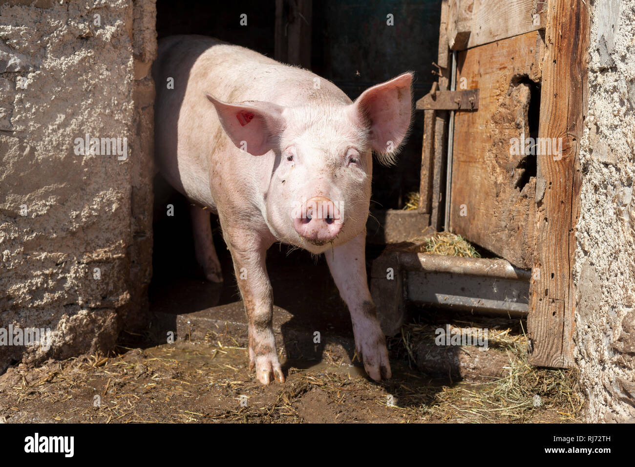 Ein Schwein kommt aus dem Stall heraus, Stock Photo