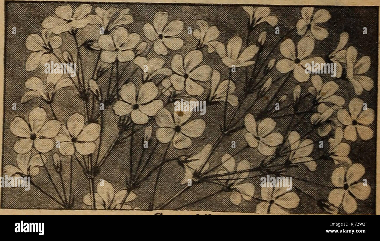 . Childs' spring : 1928 53rd year. Commercial catalogs Seeds; Nurseries (Horticulture) Catalogs; Vegetables Seeds Catalogs; Bulbs (Plants) Seeds Catalogs; Seeds Catalogs; Flowers Catalogs; Fruit trees Catalogs; John Lewis Childs (Firm); Commercial catalogs; Nurseries (Horticulture); Vegetables; Bulbs (Plants); Seeds; Flowers; Fruit trees. 52920 52930 52940 52950 ClOdctld. ^^^^ illustration.) With their bright- , n ly colored, satiny textured, wide awake flowers from June to October, Godetias enrich any annual border—or any window garden if grown m pots, rhey will bloom in shade that would disc Stock Photo