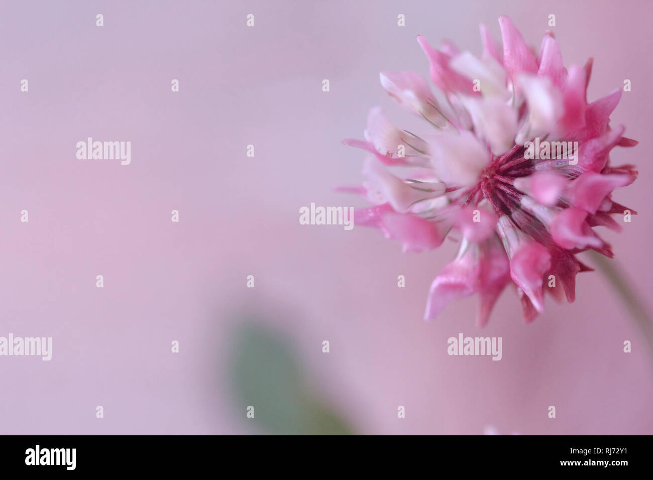 Nahaufnahme einer Kleeblüte (Trifolium) Stock Photo