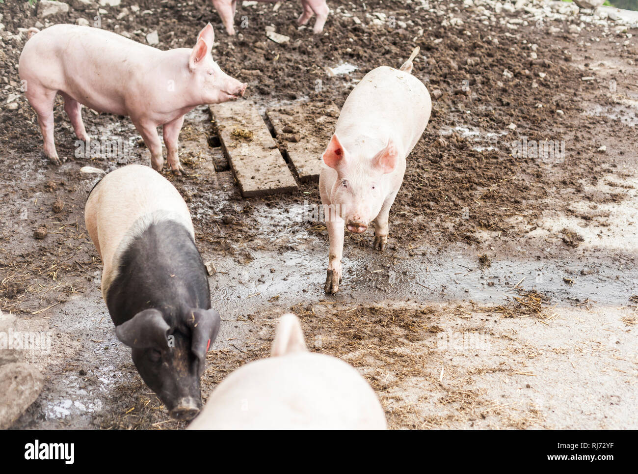 Schweine auf dem Bauernhof Stock Photo
