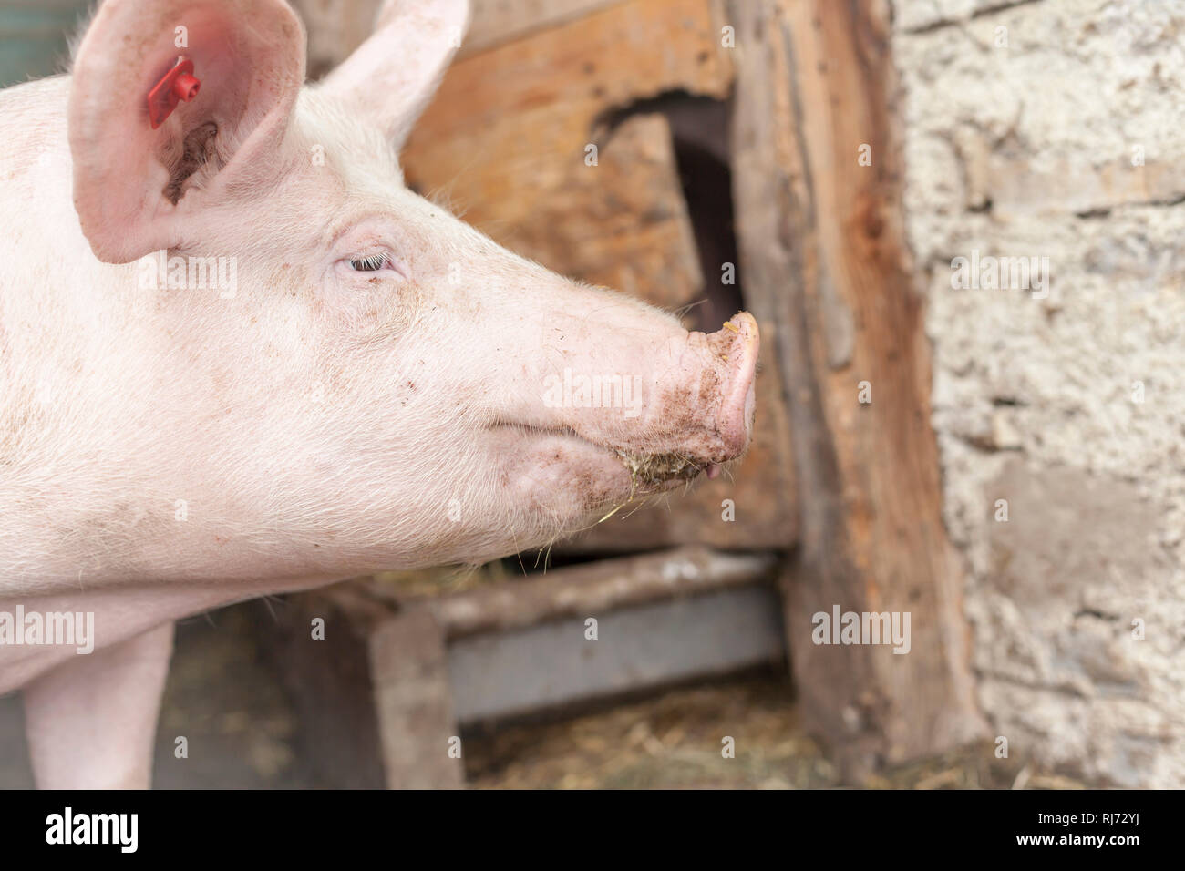 Schweine auf dem Bauernhof Stock Photo