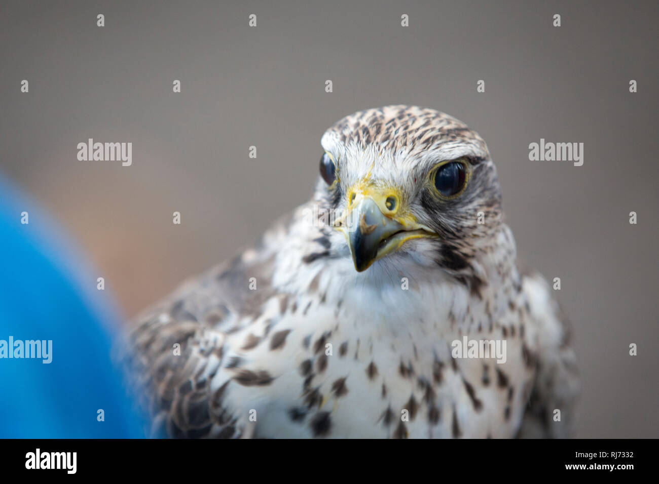 Bussard High Resolution Stock Photography and Images - Alamy