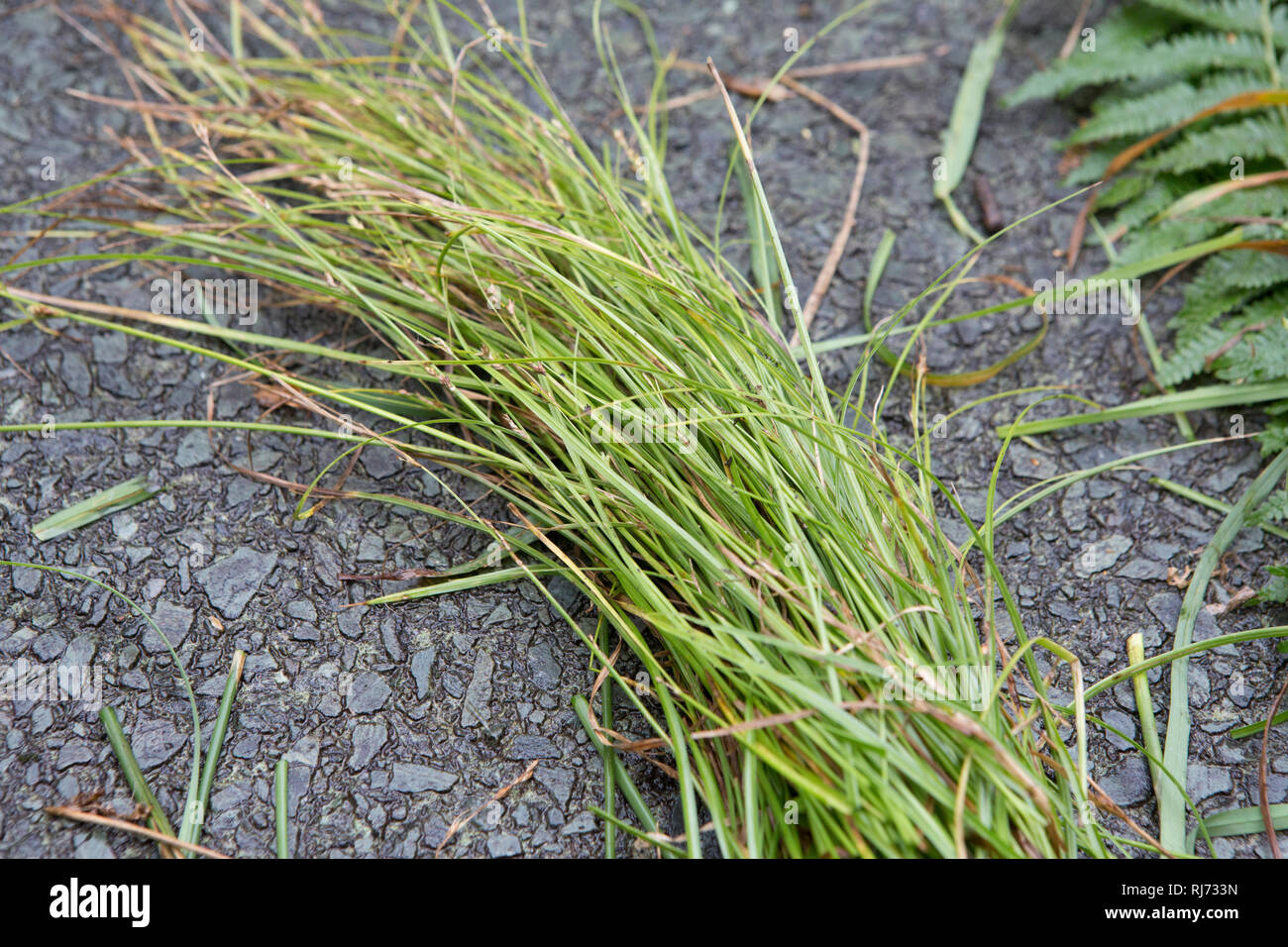 Gräser, Detail, Stock Photo