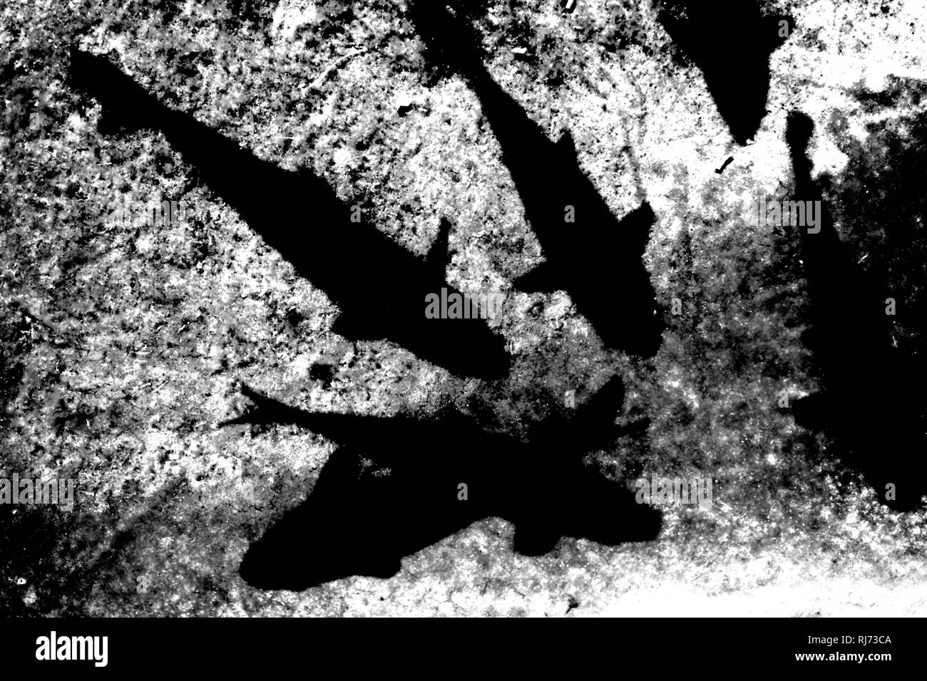 Nahaufnahme von Koikarpfen, die direkt unter der Wasseroberfläche schwimmen einen Schatten werfen, Stock Photo