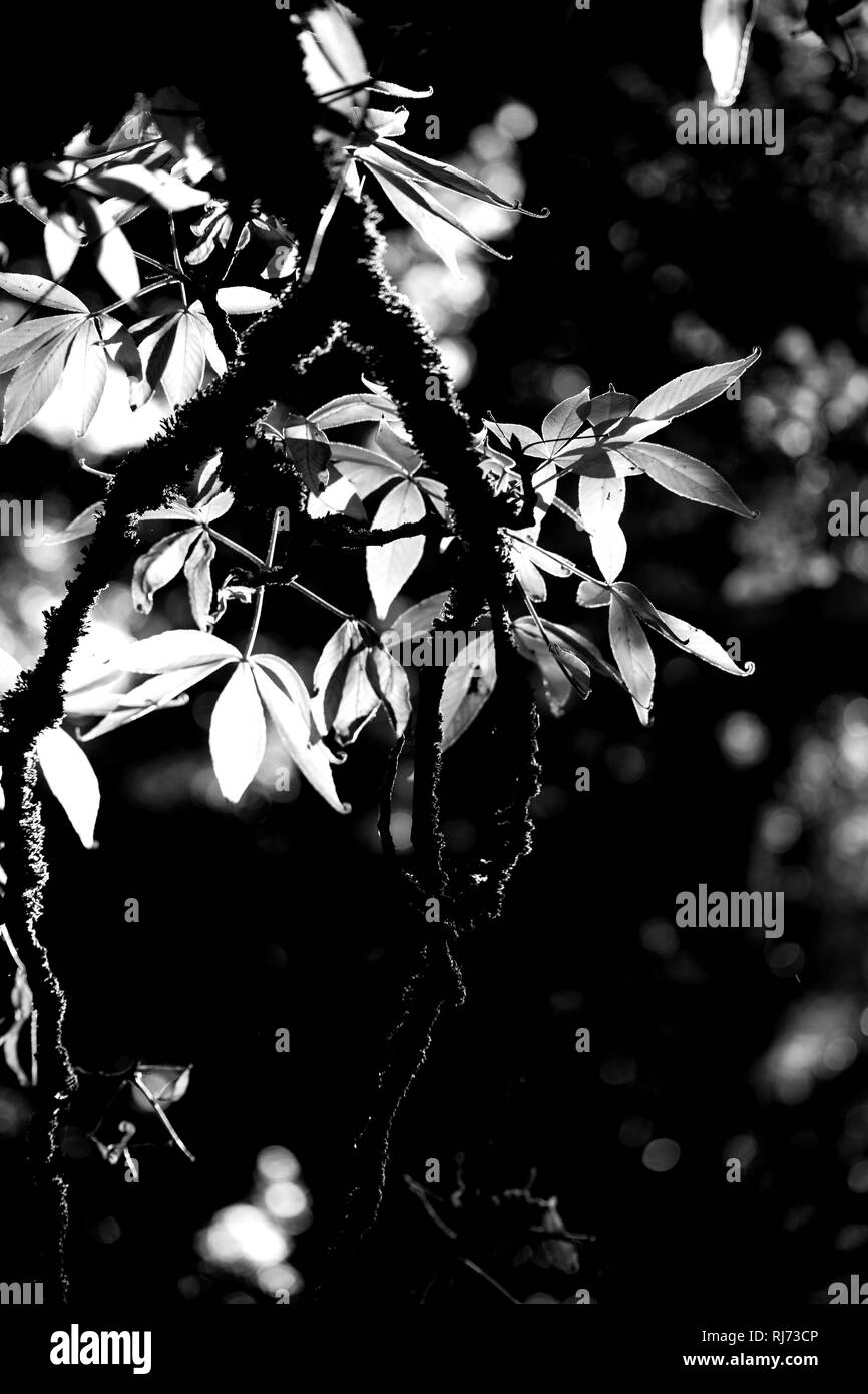 Der moosbewachsene Ast und Zweig einer Ohio-Rosskastanie, Aesculus glabra, im herbstlichen Sonnenlicht, Stock Photo